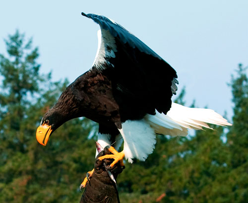 adler_82292