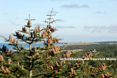 tversted-seen_5