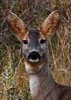 wild_3343