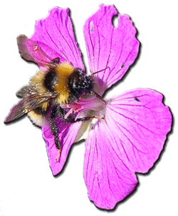 Hummel-503