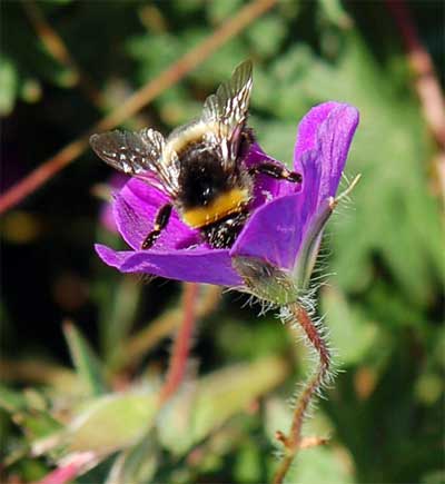 hummel_2255