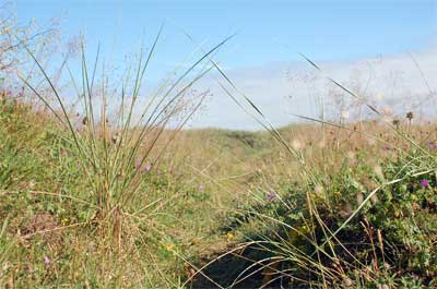 strand_2285
