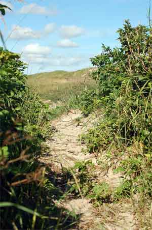 strand_2301