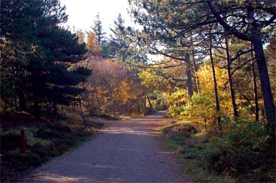 tv_9681 tv_9681