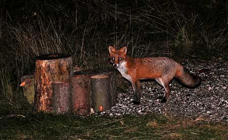 fuchs_2872