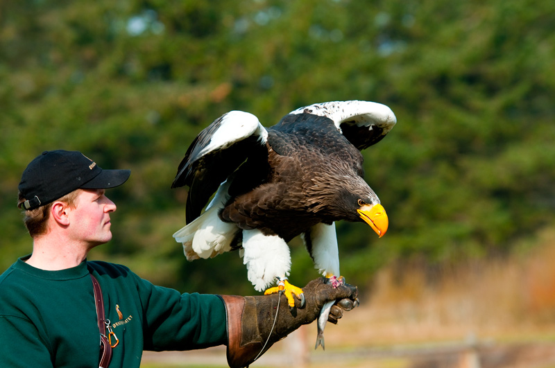 adler_8233