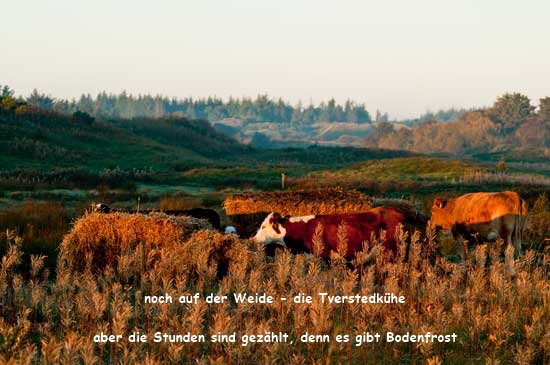 tversted-_kuh-6 tversted-_kuh-6