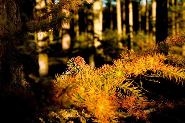 tversted_6085