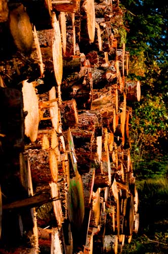 wald_6185-2 wald_6185-2