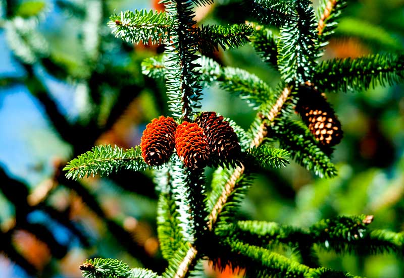 wald_6190 wald_6190