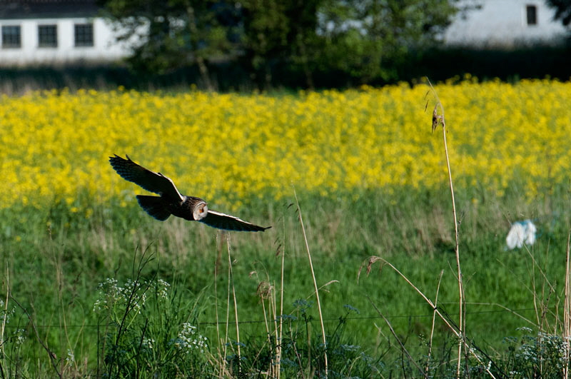 Raufusskauz in Tversted