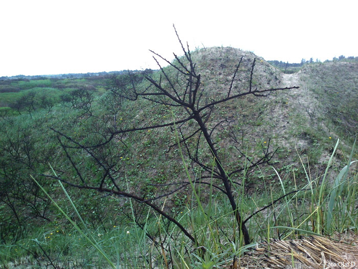 tversted_0182 tversted_0182