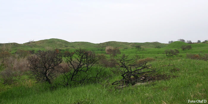 tversted_870 tversted_870
