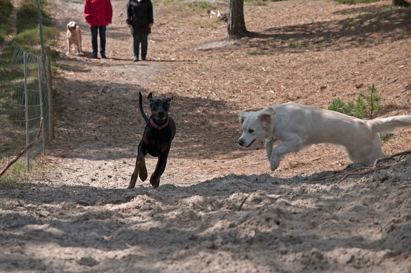 hundewald13 hundewald13