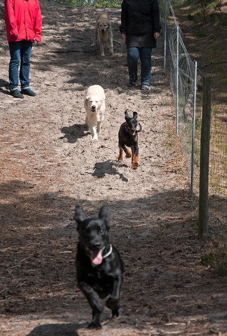 hundewald25 hundewald25