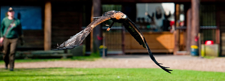 Adlerreservat Tuen