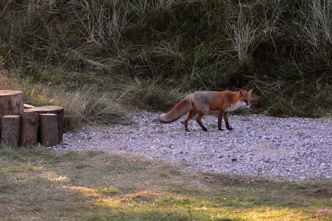 fuchs_3005