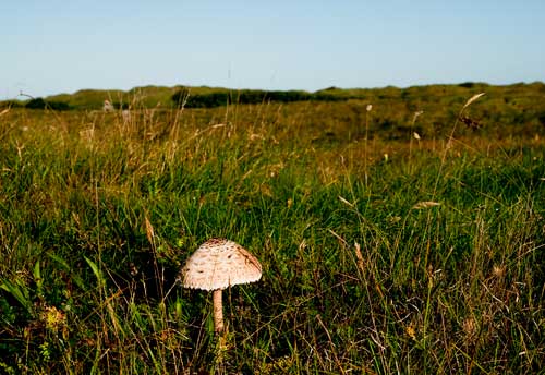 uggerby_7836