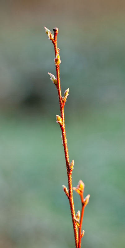Tversted_3403