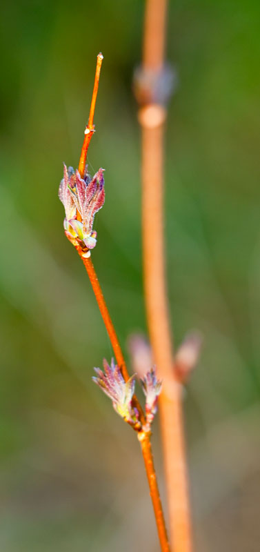 Tversted_3405