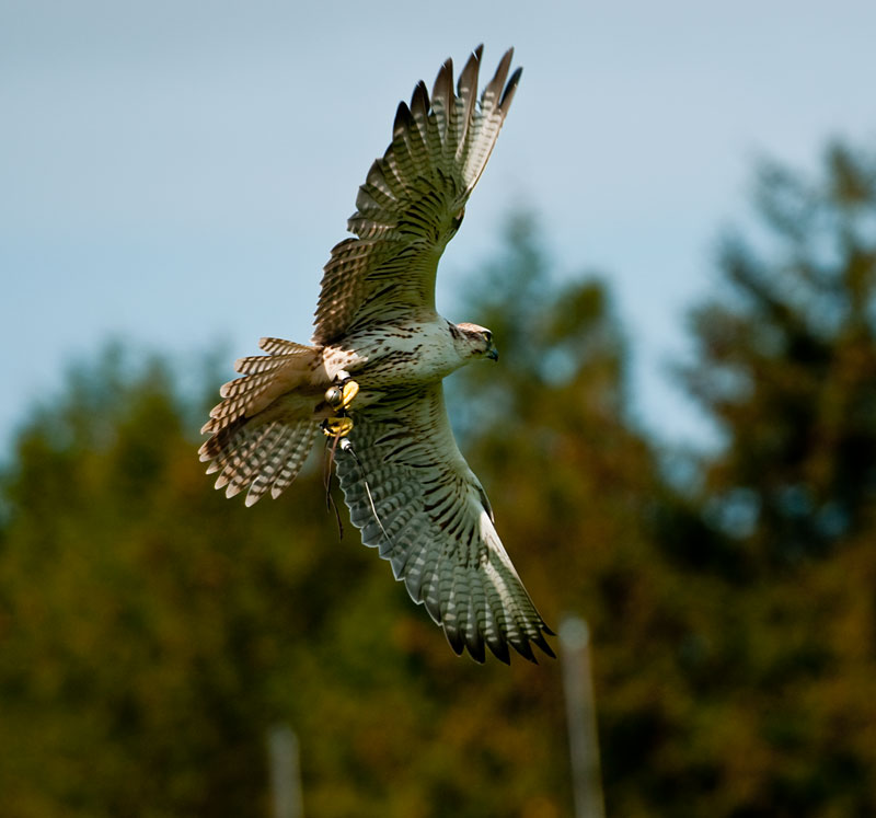 adler_3802
