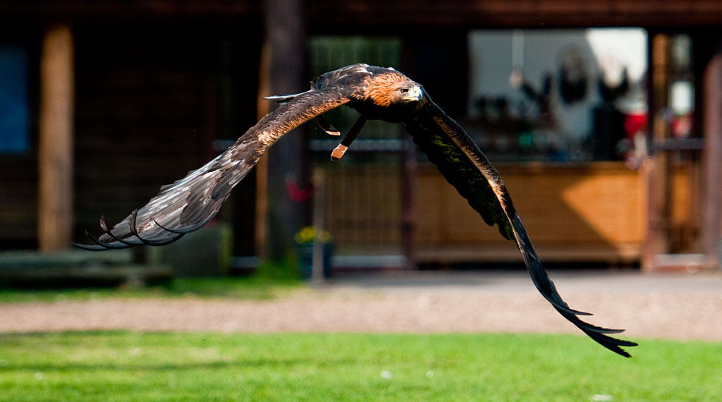 adler_39461