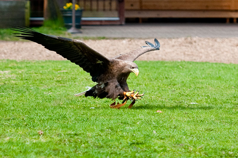 adler_4112
