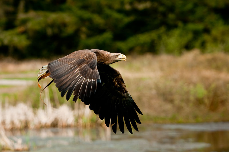 adler_4122